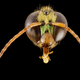 Megalopta genalis, “What an interesting species. Instead of flying during the day, this species flies just before dawn and just after dusk, times when we have difficulty seeing. This species, however, forages on crepuscular and night fowering flowers, more often associated with bats and moths.”